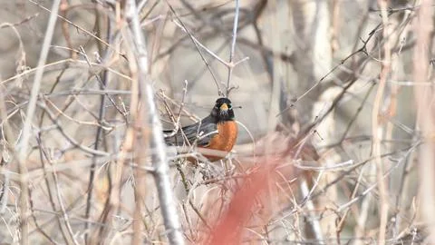 Tiny Bird Ballet on Treetop Stock Photos