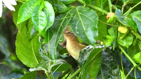 Tiny bird bathing macro Stock Footage 211791799