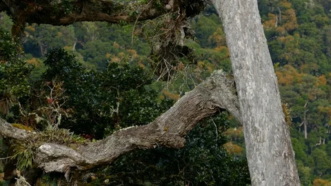 Tiny bird on big tree with dramatic jungle backdrop in Costa Rica Stock Footage 126805465