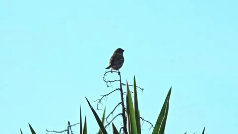 Tiny bird on cactus Stock Footage 342703096