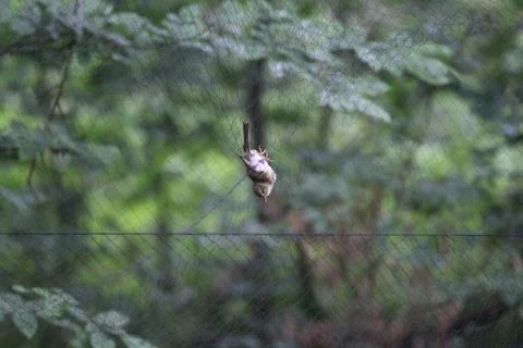 A tiny bird caught in the net for examination. Environmental Protection. Stock Photos