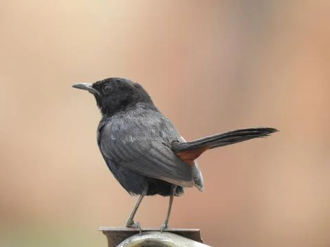 Tiny bird close up shot Foto stock