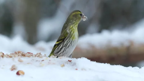 Tiny bird eurasian siskin female side view Spinus spinus natural world norway Stock Footage 296106688
