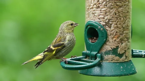 Tiny bird eurasian siskin female on bird feeder Spinus spinus natural world Stock Footage 309953864