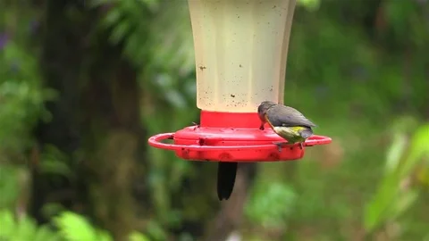 Tiny bird on the feeder in Costa Rica Stock Footage 81532191