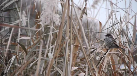 Tiny bird Video stock 909377