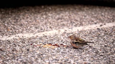 Tiny Bird Stock Footage 145665198