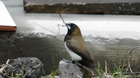 Tiny Bird Stock Footage 237454003