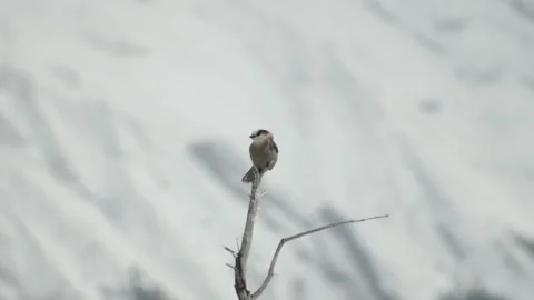 Tiny bird Stock Footage 246886525