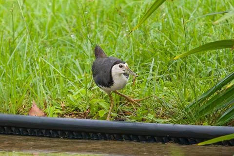 Tiny bird with gray head and white body walks through tall green grass Fotos Stock
