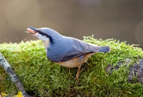 A tiny bird in its beak holds food Stock-Fotos