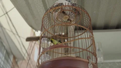 Tiny bird jumping around the hanging cage. Stock Footage 273693249