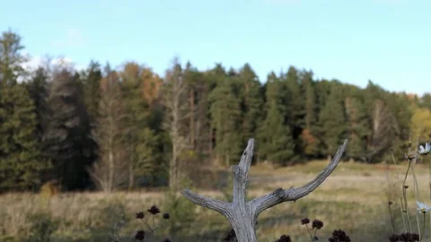 A tiny bird lands and then poops. Video stock 256150244