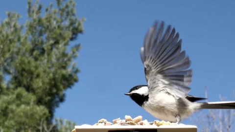 Tiny bird lands to take a peanut the lift off. Video stock 148675297