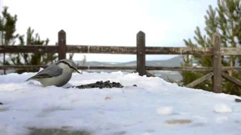 Tiny bird nuthatch feeding on seeds on snowy winter observation deck in forest Video stock 159941383