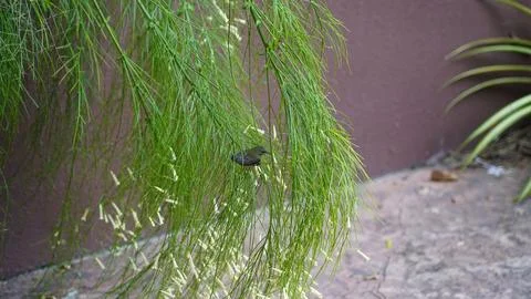 Tiny Bird Perched Among Leafless Blossoms Nature Scene Stock Photos
