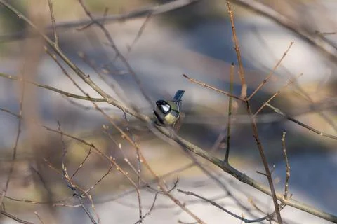 Tiny bird perches on bare twig Stock Photos