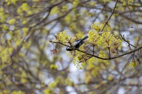 Tiny bird perches on budding tree branch Stock Photos