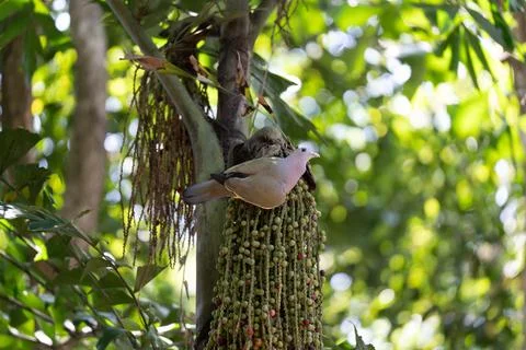 Tiny bird perches on green fruit cluster Stock Photos