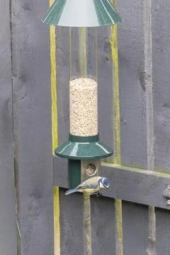 Tiny bird perches near hanging bird feeder Stock Photos