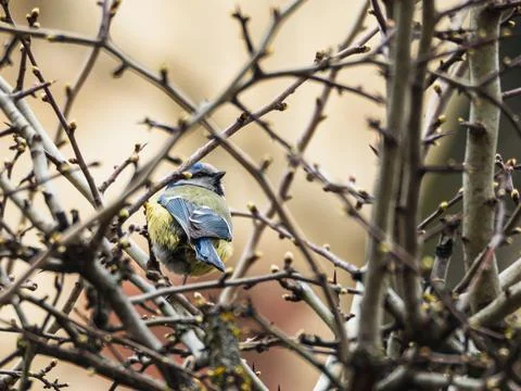 Tiny bird perches quietly on bare winter branches Stock Photos