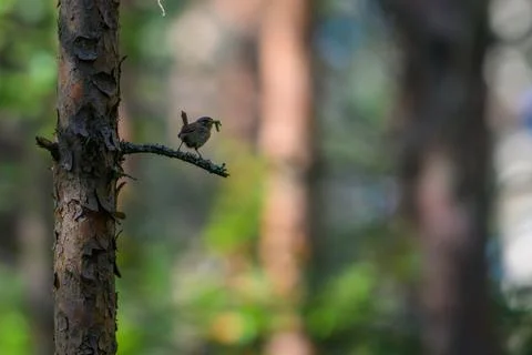 Tiny bird perches on tree branch in forest. Dense pine trees create soft bl.. Stock-Fotos