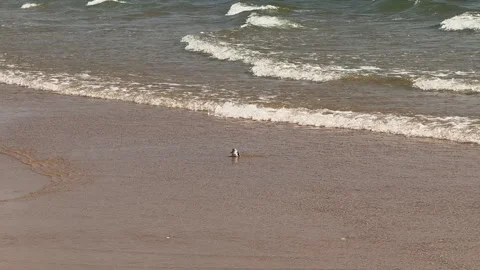 Tiny bird playfully splashes in the shoreline's gentle waves. Stock Footage 287364588