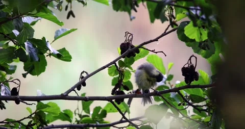 Tiny Bird Preening on a Tree Branch Among Green Leaves Stock Footage 305702469