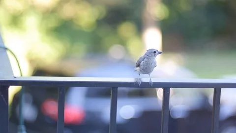 Tiny Bird on Railing Stock Footage 92504535