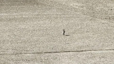 Tiny bird running across rough pavement 4K Vídeos de archivo 335654717