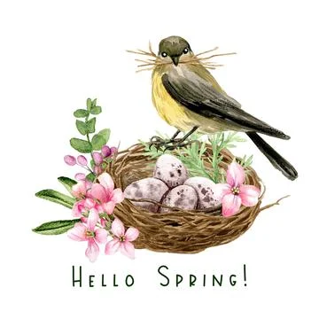 Tiny bird seating on the nest with eggs イラスト素材