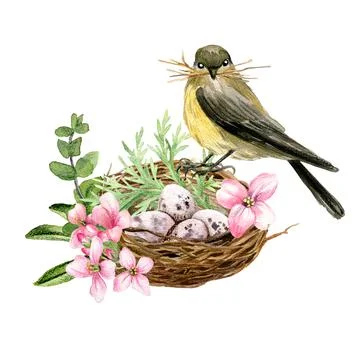 Tiny bird seating on the nest with eggs イラスト素材