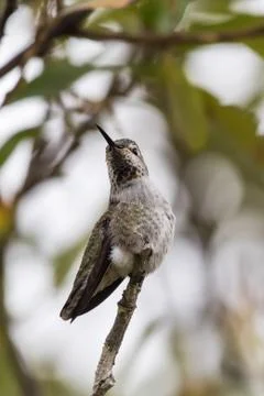 Tiny bird in a secure place. Stock Photos