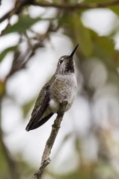 Tiny bird in a secure place. Stock Photos