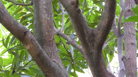 Tiny bird seeks for bugs on tree commercial background wide shot Stock Footage 278175590