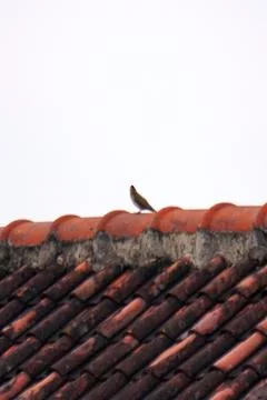 Tiny bird silhouette sitting on weathered clay roof tiles against white sky Stock Photos