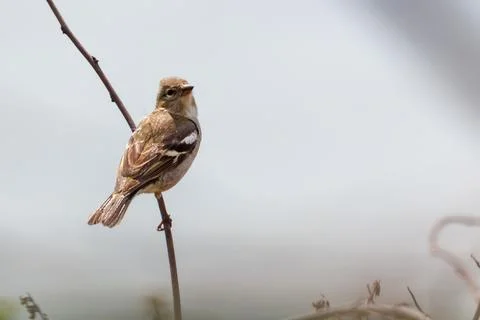 Tiny bird sits alone on bare twig Stock Photos