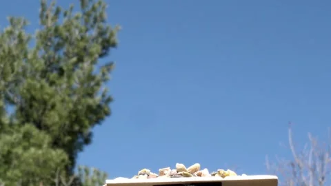 Tiny bird spills nuts when it lands. Video stock 148675284