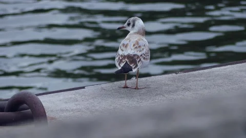 Tiny bird standing on a deck Stock Footage 272156353