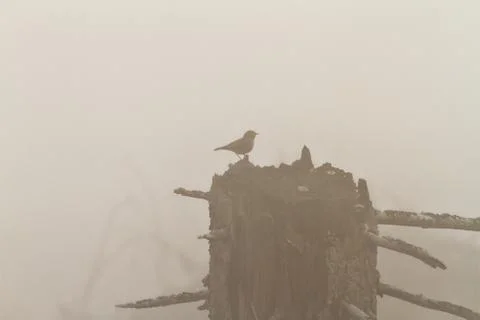Tiny bird standing on spruce stump in morning fog Stock Photos