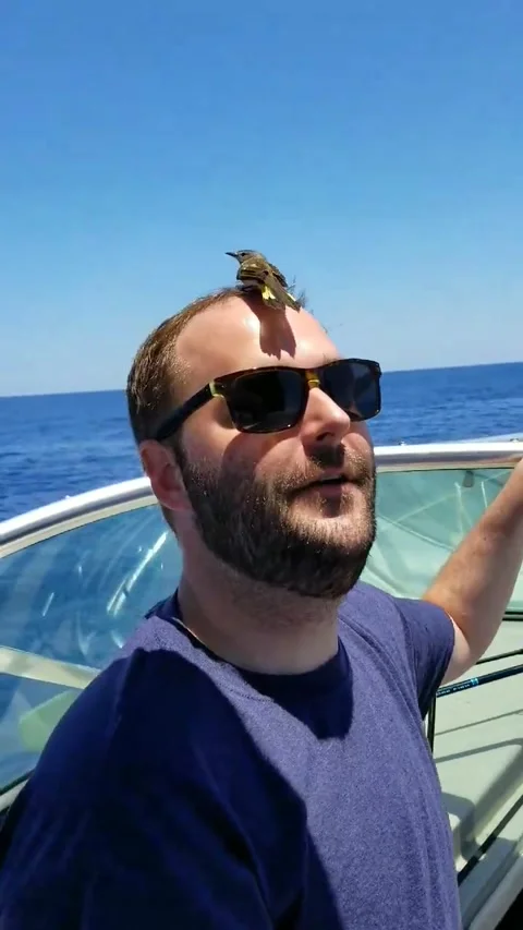 Tiny Bird Takes a Rest on Man's Head - 01 Jan 1970 Video stock 205354841