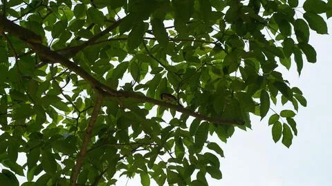 Tiny Bird in Verdant Canopy Common Tailorbird Nature Shot Stock Photos