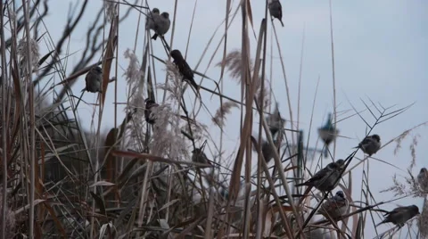 Tiny birds Stock Footage 909352