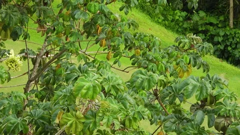 Tiny Birds Hidden Within Dense Lush Branch Foliage Venezuela Stock Footage 325682710