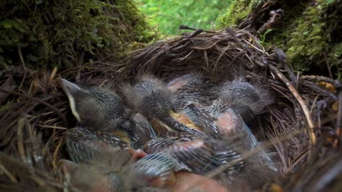 The tiny birds on the nest on top of the tree 스톡 동영상 133953855