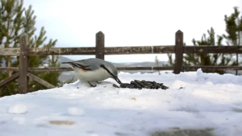 Tiny birds nuthatche feeding on seeds on snowy winter observation deck in forest 스톡 동영상 159941227