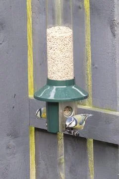 Tiny birds perch near a cylindrical feeder filled with seeds Stock Photos