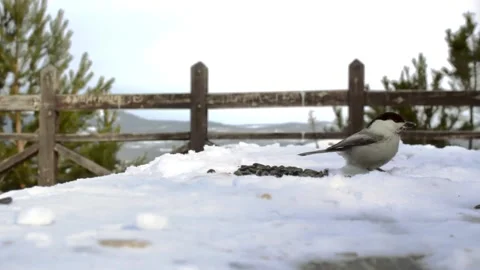 Tiny birds tits feeding on seeds on snowy winter observation deck in pine forest 스톡 동영상 159941484