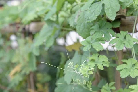 Tiny Bitter Melon Buds with Soft Tendrils in a Home Garden Stock Photos