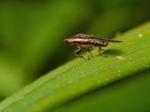 Tiny black and white fly on a piece of grass Stock Photos
